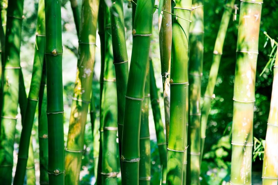 N�rbild p� bambustj�lkar.